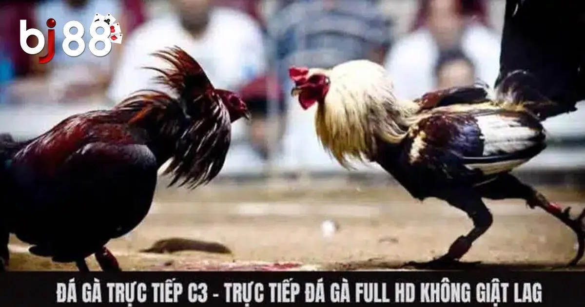 Tổng Hợp Các Hình Thức Đá Gà Trực Tiếp Hot Nhất Năm 2024 2 Về đá gà trực tiếp