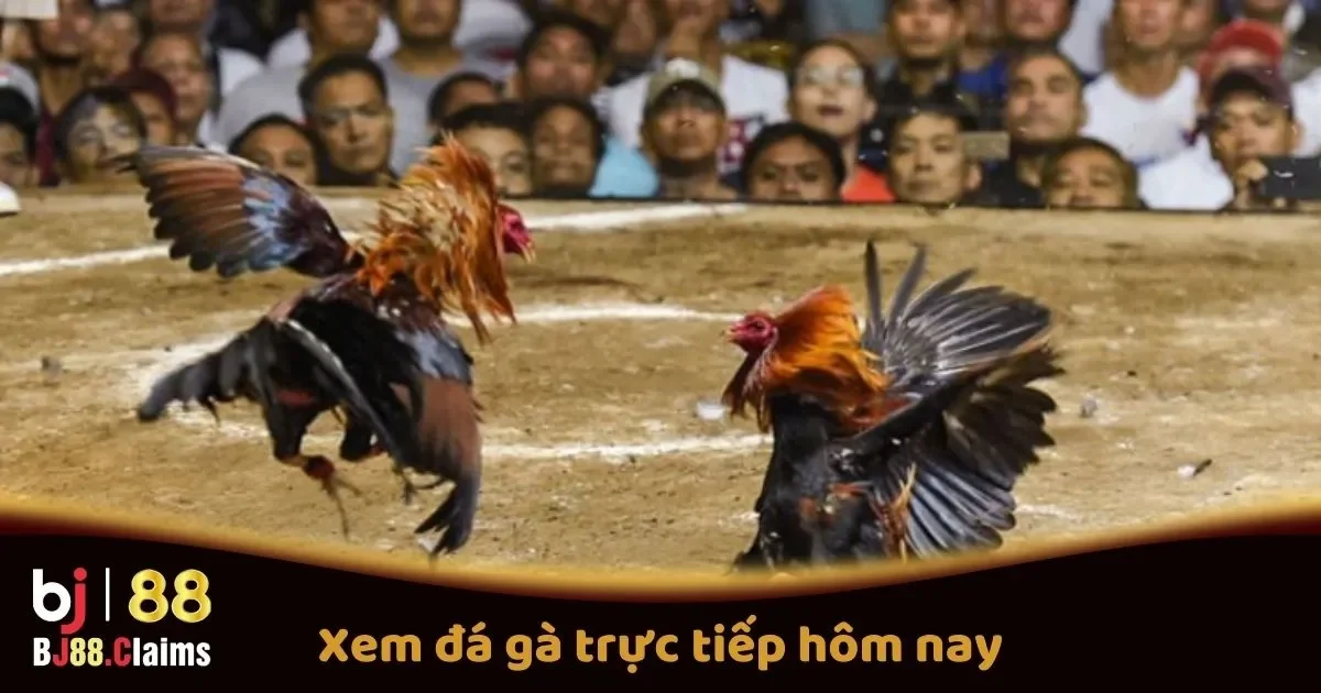 Xem Đá Gà Trực Tiếp Hôm Nay Tại BJ88: Các Trận Đấu Hot 2 Xem Đá Gà Trực Tiếp Hôm Nay Trên BJ88: Các Trận Đấu Hot